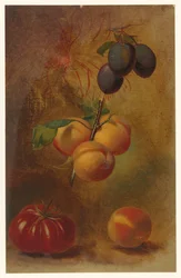 Still Life with Plums, Apricots, and Tomato