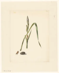 Study of Iris with Caterpillar, Below a Cocoon and Enclosed Caterpillar