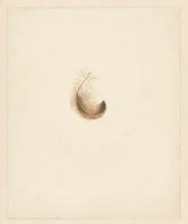 Study of a Feather