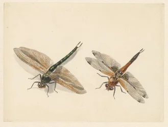 Study of Two Dragonflies