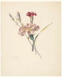 Study Sheet with Carnations
