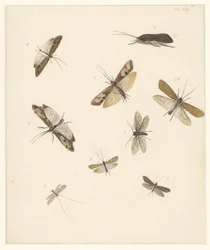 Study sheet with eight moths
