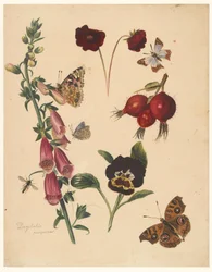 Study Sheet with Flowers and Butterflies