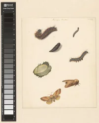 Study Sheet with Various Caterpillars, Moths, an Egg, and a Cocoon of the Bombya Neustria