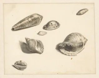 Study Sheet with Various Shells