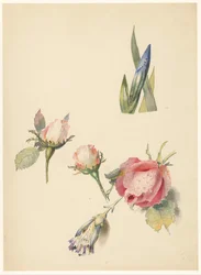 Study Sheet with Three Roses and an Iris