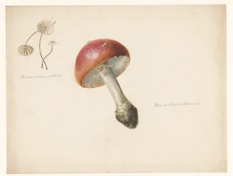 Study Sheet with Mushrooms, the Amanita Rubescens and the Marasmius Rotula
