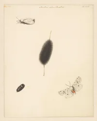 Study Sheet with Caterpillar, Cocoon, and Moth with Spread Wings of the Aretia Menthastri