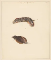 Study Sheet with Caterpillar and Moths, Lasiocampa Quireifolia