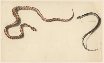 Two Tropical Snakes