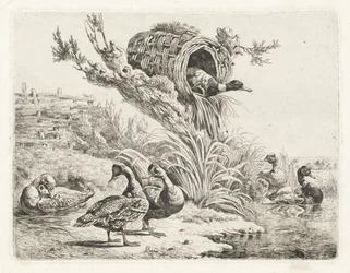 Ducks by a Waterside