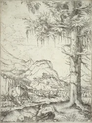 The Large Spruce