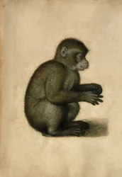 Monkey