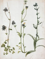 Akelei, Stiefmütterchen und Ochsenzunge