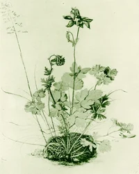 Columbine