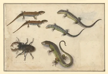 Five Lizards and (on the Left) a Stag Beetle