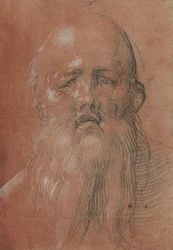Head of a Bearded Man