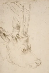 Head of a Roebuck