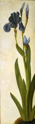 Iris troiana