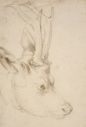 Head of a Roe Deer, c. 1503