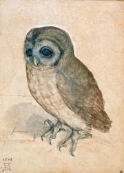 Little Owl, 1508