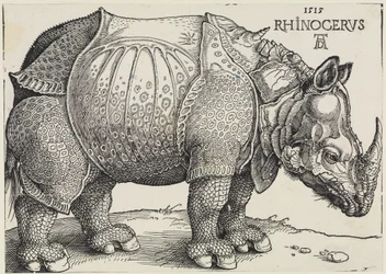 Rhinocerus (The Rhinoceros)