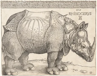 The Rhinoceros