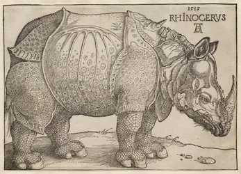 The Rhinoceros