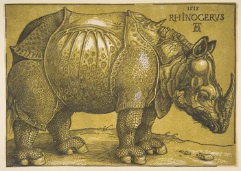 The Rhinoceros, after 1620