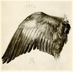 Wing of a Blue Roller