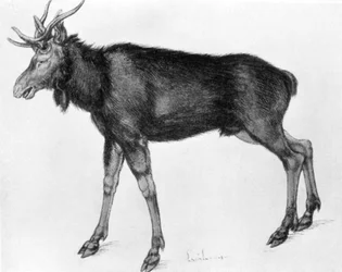 Young Scandinavian Elk with Immature Antlers