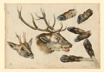Two Deer Heads, to the Right, and 6 Legs