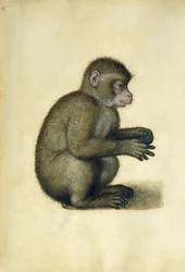 A Monkey