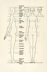 Female anatomical woodcut from 