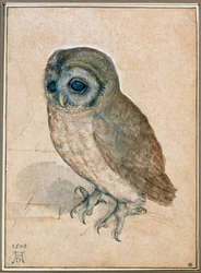 The Little Owl
