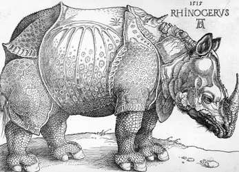 Rhinoceros