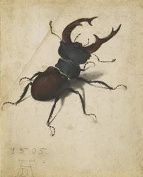 Stag beetle