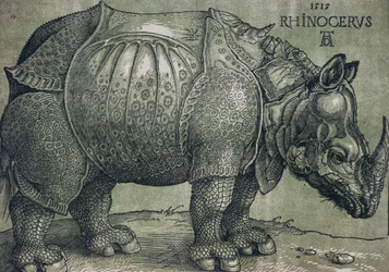 The Rhinoceros, 1515
