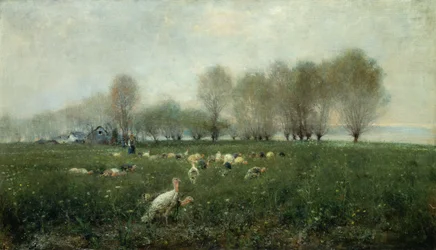 Turkeys in countryside at sunset