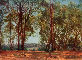 In the Aricci Park