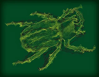 Bug