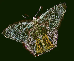 Butterfly 6