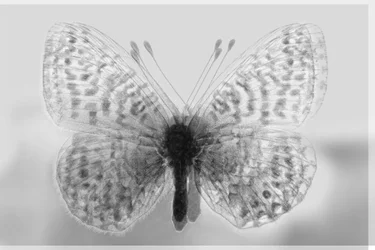Clarity Butterfly