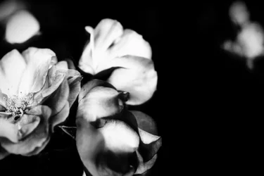 Tenderness, 2019