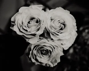 Three Roses