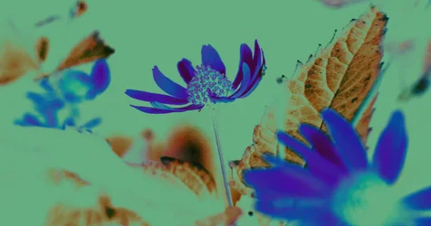 UV Vision, 2019
