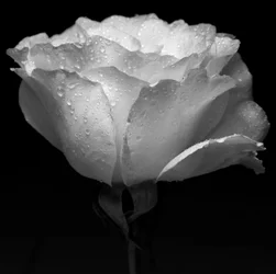 White Flower and Water