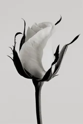 White rose