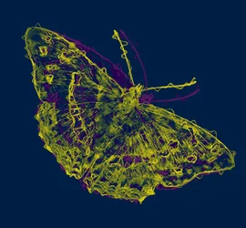 Yellow butterfly