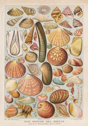 British sea shells
